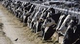 USDA ordering mandatory cattle testing over Bird Flu fears, starting Monday