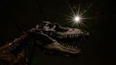 Subastan en Sotheby’s un esqueleto de gorgosauro por más de 6 millones de dólares