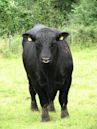 Aberdeen Angus