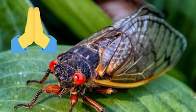 READ NOW: Only this will make this year's cicada invasion shorter!