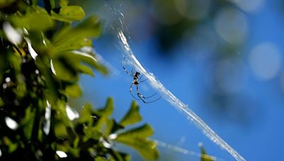 New study finds invasive Jorō spiders ‘keep cool under pressure’