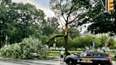 Portion of tree falls on parked car in Harrisburg
