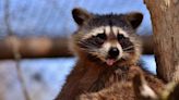 Nine raccoons on the loose from Netherlands zoo