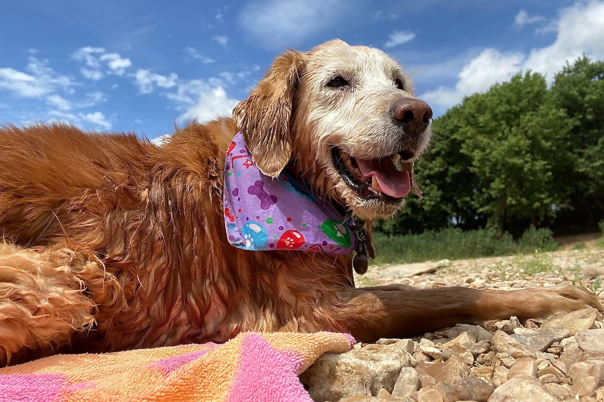 Woman Celebrates 13 Summers of Lakeside Vacations with Golden Retriever and It's Precious