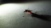 Malaria vaccine in clinical trials could reduce deaths by 75 percent