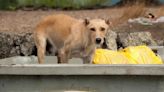 Dog Abandoned in Dumpster Saved by South Carolina Rescue