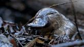 I Just Learned How Platypuses Feed Their Babies Milk, And Wow, Nature Sure Got Creative