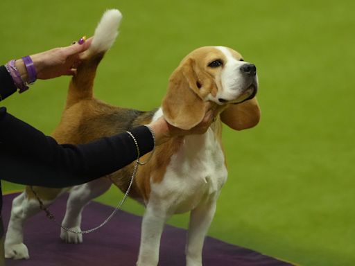 Westminster Dog Show 2024 live updates: Breed results, Best in Show, ring schedule