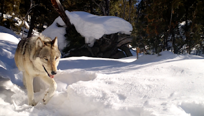 Yellowstone National Park’s oldest wolf gave birth to 3 pups this spring