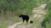 DeSantis' controversial bill following bear sightings across Southwest Florida