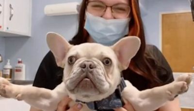 Vet technician reveals the list of dog breeds she would NEVER own