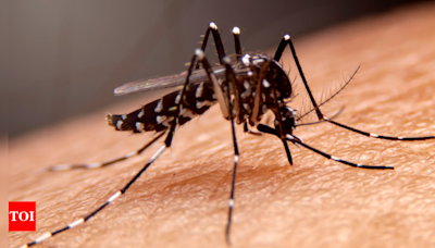 Mosquito Borne Disease: Health officials warn against serious diseases caused by mosquitoes, How to remain safe | - Times of India