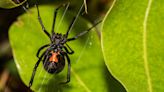 What Did The First Spiders On Earth Look Like?