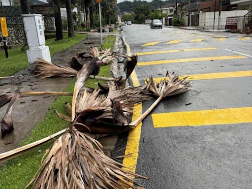 Monitor trees in Kuala Lumpur regularly to reduce risk of falling trees and branches - Aliran