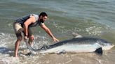 Large tiger shark washes ashore on Nantucket, but only briefly