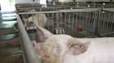 Meet some of the world’s cleanest pigs, raised to grow organs for humans