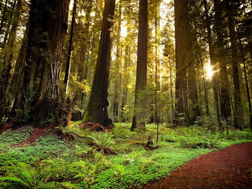 This California State Park Is the Highest-rated in the U.S. — and It Has a Scenic Highway, a Massive Old-growth Forest, and a Railbike Tour