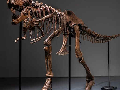 Subastarán en Nueva York un esqueleto de dinosaurio que vivió hace 150 millones de años