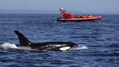 Orcas have attacked and sunk another boat in Europe — and experts warn there could be more attacks soon