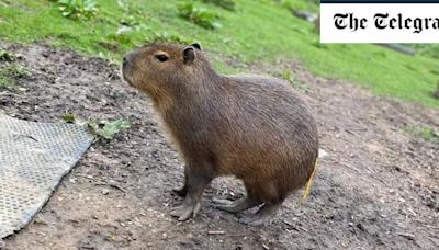 Capybara escapes from zoo in West Midlands