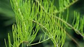 Great Plant Pick: Pond cypress | HeraldNet.com