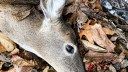 Does Chronic Wasting Disease Infect Humans? Despite Shocking Headlines, Recent Research Suggests It Does Not