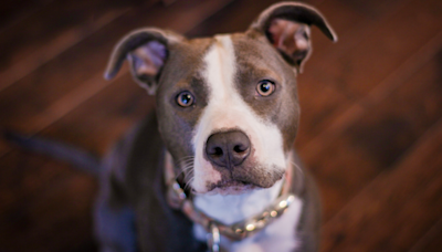 'Depressed' Pit Bull Has Stopped Greeting People' Because 'No One Ever Chooses Him'