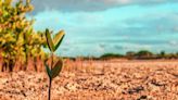 NGT issues notices on encroached afforestation land in Karnataka