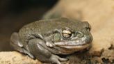 National Park Service warns against licking Sonoran desert toads