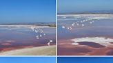 Picturesque pink salt pond draws influencers — and a warning: Stay away. Here’s why