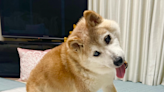 柴犬Kabosu離世 曾被製成狗狗幣標誌、網絡大熱迷因