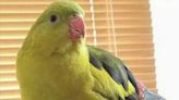 Scots parrot 'Jobby' missing from Glasgow home leaving owner heartbroken