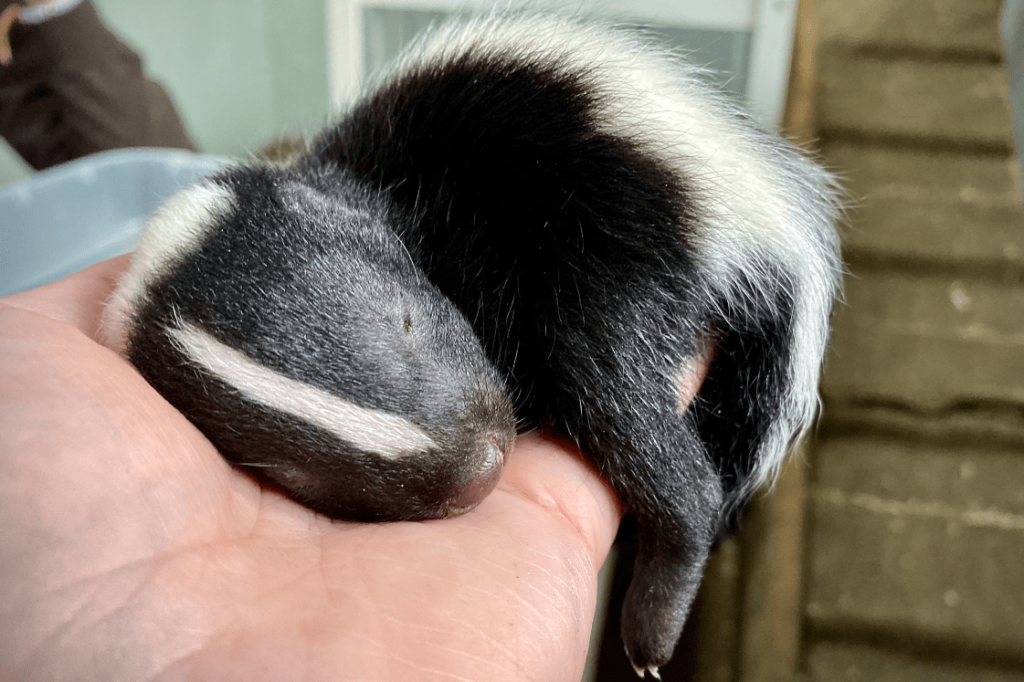 New baby skunk makes his debut at Cheyenne Mountain Zoo