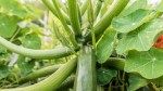 15 Companion Plants for Zucchini—and 5 to Keep Separate—for the Ultimate Summer Harvest