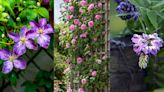 Best plants to cover a fence – 10 ways to disguise a fence with beautiful flowers and foliage