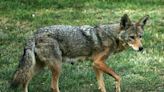 Coyote attack reported at Uwharrie National Forest