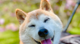 Dog That Inspired ‘Doge’ Meme Dies at 18