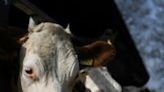 UK law to ban live animal exports clears parliament