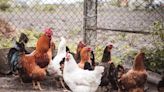 CDC warns again of salmonella tied to backyard poultry