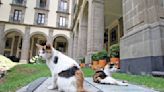 Don Zeus y su pandilla, los gatos de Palacio Nacional