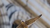 And they're off! UC Berkeley's young falcons are flying - Berkeley News