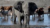 Botswana president offers 20,000 elephants to Germany amid conservation spat