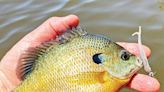 Here are some summertime sunfish lakes to consider in Ohio - Outdoor News