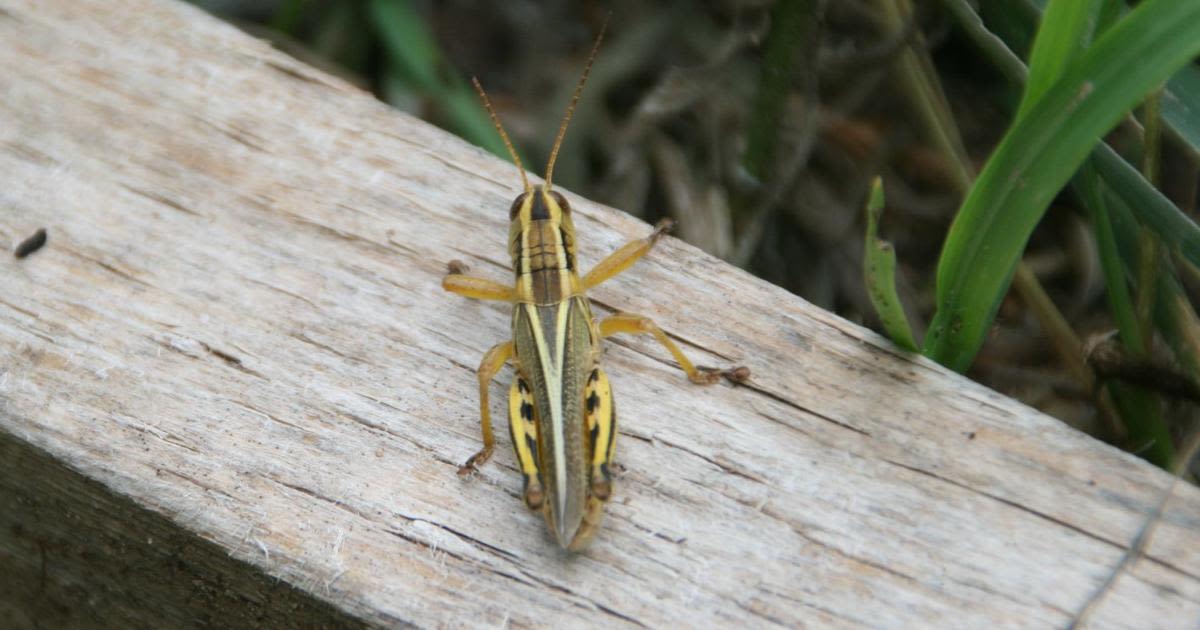 Year-round gardening: Grasshoppers are coming to your Colorado garden, and they are hungry