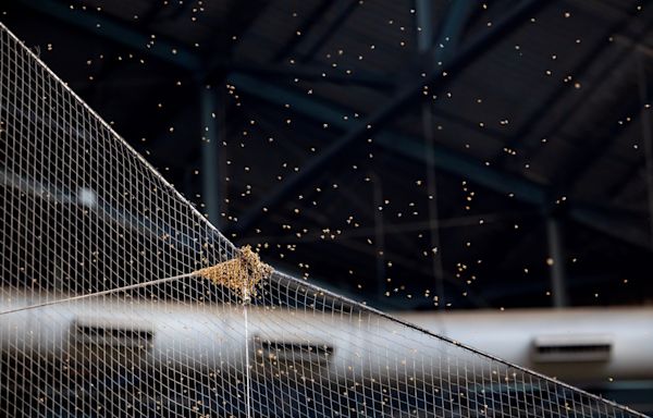 Dodgers-Diamondbacks game delayed after bee colony forms on netting at Chase Field