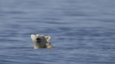 Polar bears could vanish from Canada's Hudson Bay if temperatures rise 2C