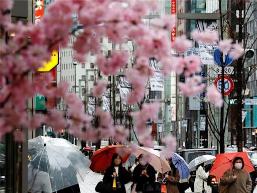 櫻花盛開 日圓走低 3月訪日遊客人數創新高 - 國際