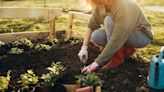 I transformed my small garden into a 'little food forest' - it's an oasis now