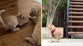 Cat demonstrates all the ways he thinks he's a puppy