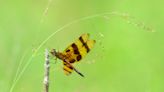 Dragonfly mania: Cape Cod Times photo shoot